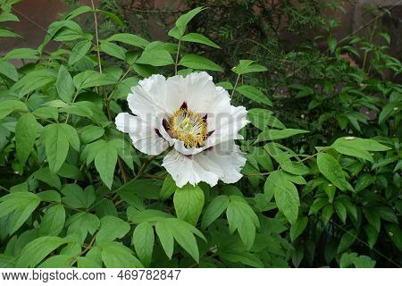 Half Open White Flower Of Tree Peony In May