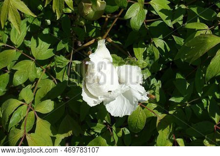 Opening White Flower Of Tree Peony In April