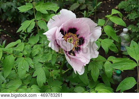Pinkish White Flower Of Tree Peony With Dew In May