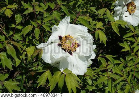 White Flower Of Tree Peony In April