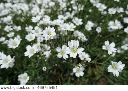 Macro Of White Flowers Of Cerastium Tomentosum In Mid May