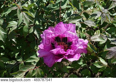 Pink Flower Of Tree Peony In April