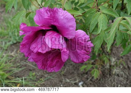 Showy Magenta Colored Flower Of Tree Peony In May