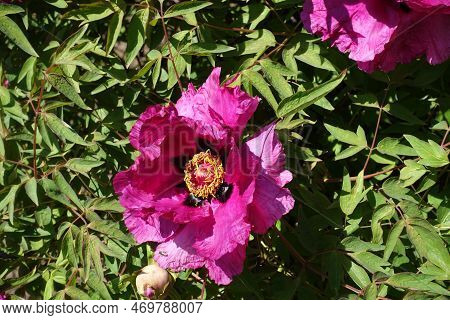 Vibrant Pink Flower Of Tree Peony In April