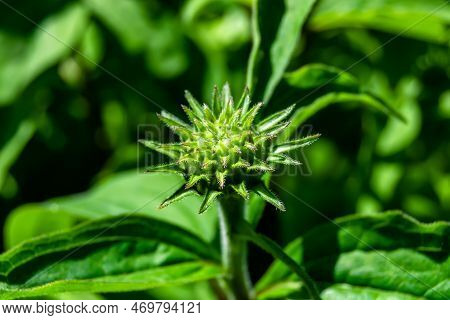 Fine Wild Growing Flower Aster False Sunflower On Background Meadow