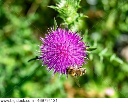 Beautiful Wild Flower Winged Bee On Background Foliage Meadow