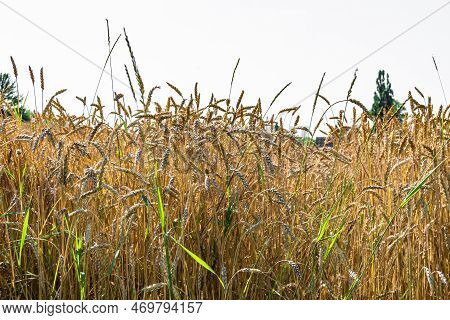 Photography On Theme Big Wheat Farm Field For Organic Harvest