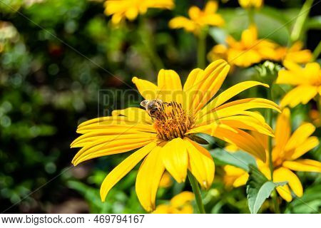 Beautiful Wild Flower Winged Bee On Background Foliage Meadow