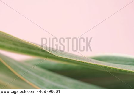 Close Up Macro Sansevieria Trifasciata Cv Pattern Leave Texture Abstract Pink Pastel Background.leaf