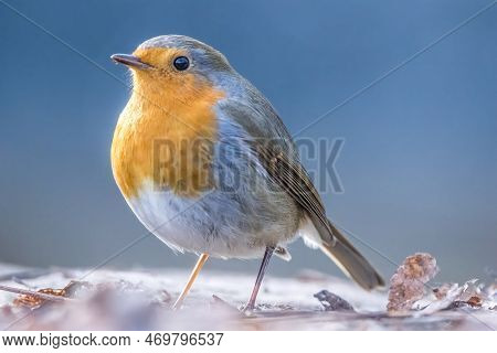 A Robin Songbird Looking For Food On The Ground In Winter In The City Forest Of Frankfurt In Hesse, 