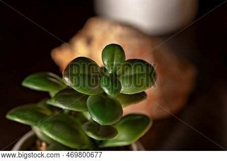 Close-up Of A Small Green Flower. Behind It, In A Blur, A Shell And Other Objects