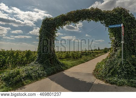 Floersheimer Warte, Viewpoint In The Vineyards Of Wicker