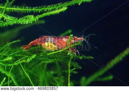 Red Cherry Shrimp On A Moss, Female With Eggs