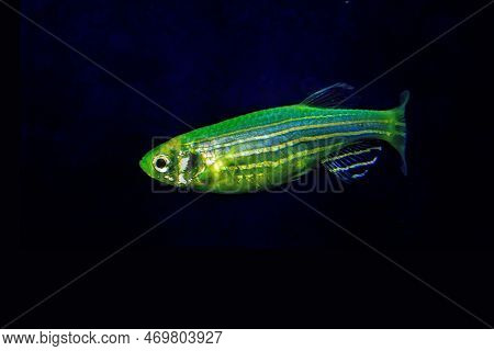 Fluorescent Freshwater Fish, electric Green Zebra Danio Fish, glo Fish