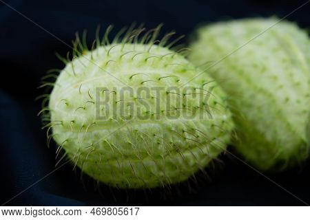 The Funny Plant Asclepias Moby Dick Blumigo