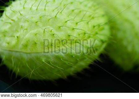 The Funny Plant Asclepias Moby Dick Blumigo