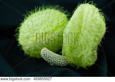 The Funny Plant Asclepias Moby Dick Blumigo