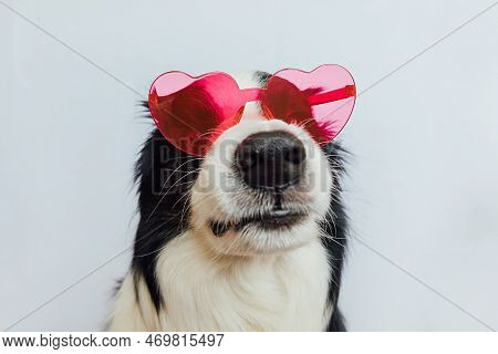 St. Valentines Day Concept. Funny Puppy Dog Border Collie In Red Heart Shaped Glasses Isolated On Wh