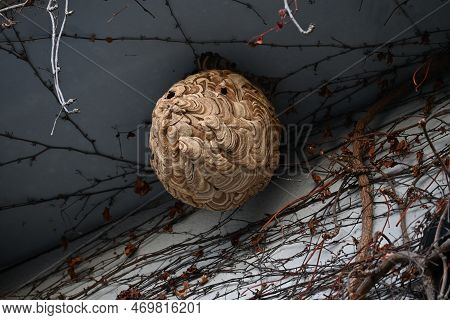 Hornet Nest. Hornets Are Large, Ferocious And Aggressive Bees That Form A Society Centered On The Qu