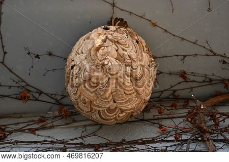 Hornet Nest. Hornets Are Large, Ferocious And Aggressive Bees That Form A Society Centered On The Qu