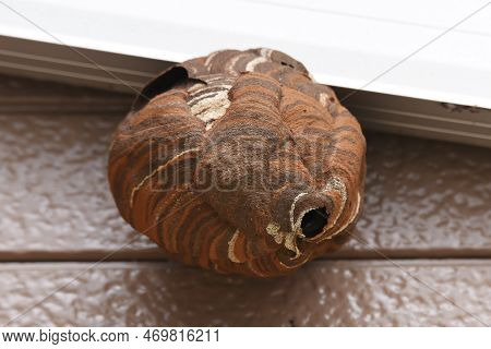 Hornet Nest. Hornets Are Large, Ferocious And Aggressive Bees That Form A Society Centered On The Qu