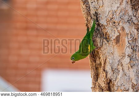 Periquitão-maracanã (white-eyed Parakeet - Psittacara Leucophthalmus)