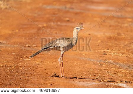 Siriema In The Plains Of Countryside Of Brazil