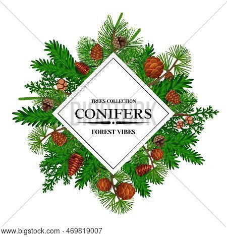 Pine Tree Frame With Forest Conifers And Cones Flat Vector Illustration