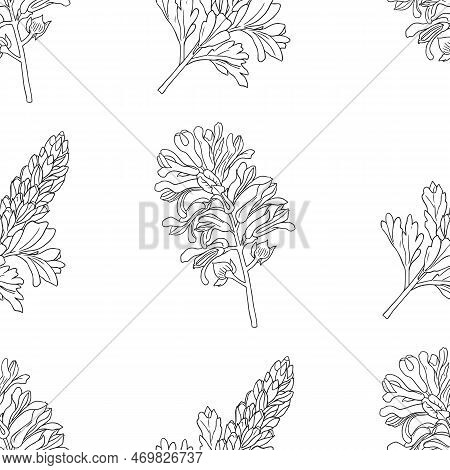 Vector Graphic Seamless Pattern With Fumaria Officinalis