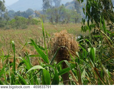 Nam Sang Wai Wetland In Hong Kong