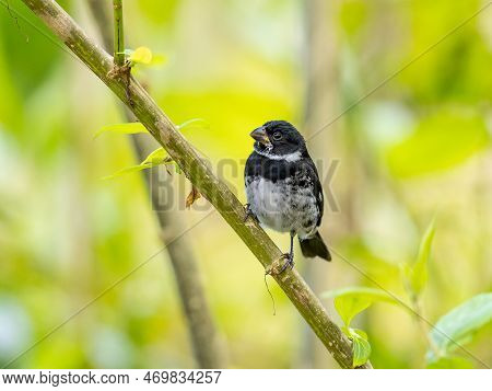 Variable Seedeater Perched On A Tree Branch