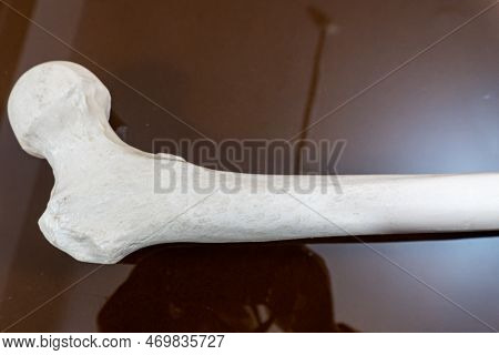Uper Part Of Human Femur Bone Isolated On Glass Background. Anatomy, Medical, Biology