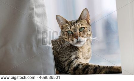 Cute Oriental Cat Hiding Behind The Curtain At Home, Domestic Animal Portrait