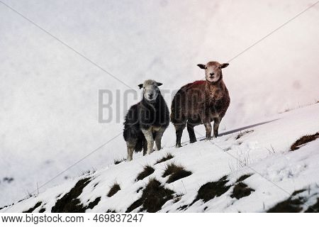 Herdwick Sheep At The Snowy Lake District In Scotland