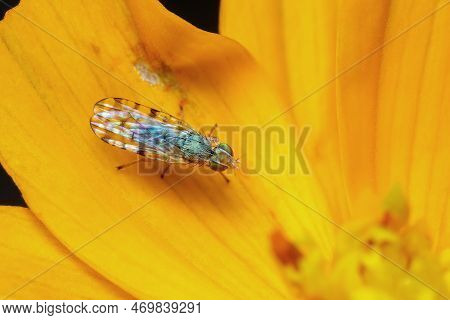 Image Of Larvae Spotted-winged Fly (neotephritis Finalis) On A Yellow Flower On Nature Background. I