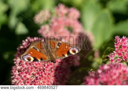 A Peacock Butterfly Is Eating On A Pink Sedum Flower - Hare Cabbage. A Flowerbed With Flowers Pollin