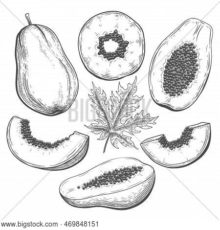 Papaya Sketch. Hand Drawn Thailand Papayas Whole And Slices Fruits And Plant Leaf Isolated On White 