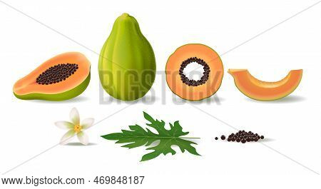 Realistic Green Papaya Fruit Slices Leaf And Flower Set. Sweet Raw Pawpaw Vector Illustration, Juicy