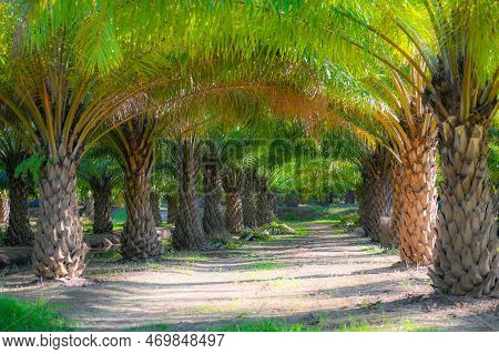 Tunnel Plants Palm Tree In The Palm Garden With Beautiful Palm Leaves Nature And Sunlight Morning Su