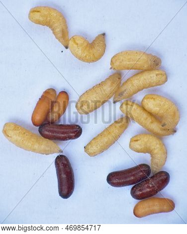 Potter Wasp Larvae Of The Eumeninae Family. Sceliphron Curvatum. Eggs And Larvae On White Background