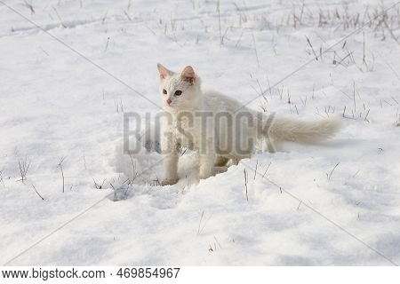 Textured Surface, White Fluffy Kitten In Snow On Field On Sunny Day
