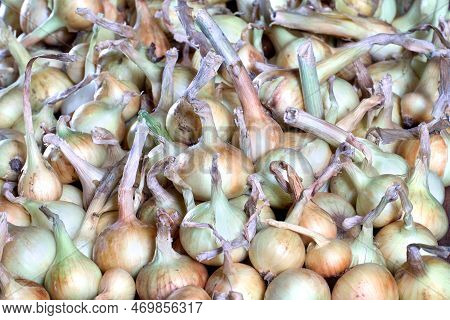 Harvest Of Fresh Onions Is Poured Into Storage Box.