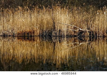 Marshy Abstract   In The North