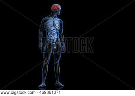 Illustration Of Human Anatomy With Highlighted Brain. 3d Illustration