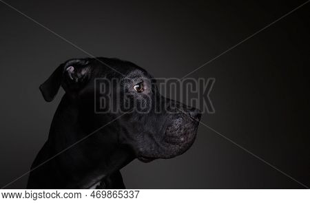Close-up Of A Dog On A Black Background With Free Space For Text. American Pit Bull Terrier Head Sho