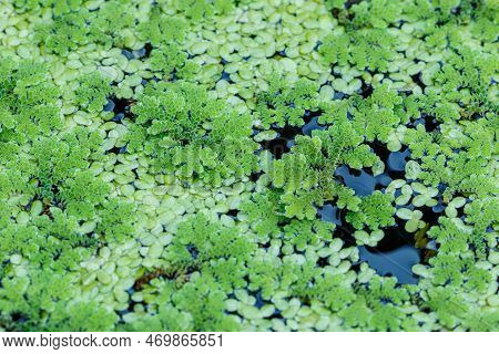 Growing Green Azolla Microphylla Used  An Ingredient In Animal Feed  Or As Compost
