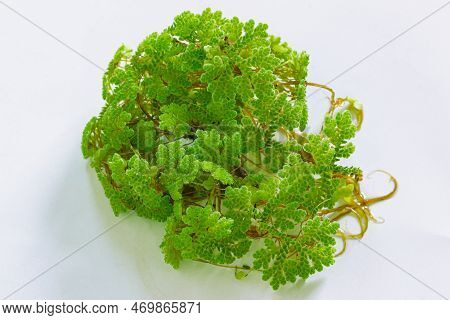 Green Azolla Microphylla  On White Background. Used As An Ingredient In Animal Feed.