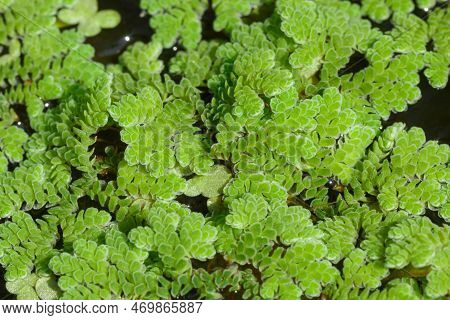 Growing Green Azolla Microphylla Used As An Ingredient In Animal Feed