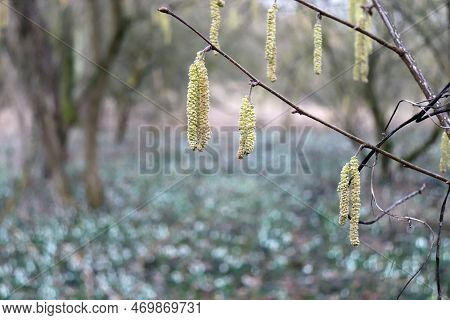 Aglets Hanging On The Birch Twigs. Catkin Closeup. Amentum Or Cat-tail, Catkin Is A Inflorescence Th
