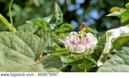 Closeup Of Beautiful Flower Of Wild Maracuja, Bush Passion Fruit, Wild Water Lemon